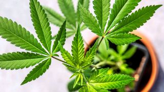Eine Cannabis-Jungpflance in einem Topf (Quelle: IMAGO / Wolfgang Maria Weber)