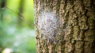 Ein Nest von Eichenprozessionsspinnern an einer Eiche (Quelle: IMAGO / Robert Poorten)