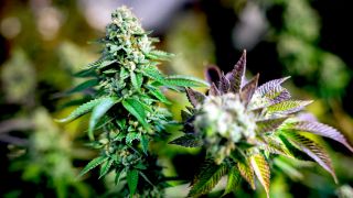 Erntereife Cannabispflanzen stehen in einem Aufzuchtszelt unter künstlicher Beleuchtung in einem Privatraum. (Foto: dpa)