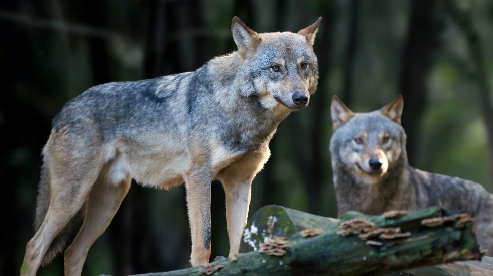 Zwei Wölfe im Wald (Bild Colourbox)