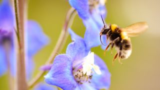 Biene landet auf Blume (Rittersporn); Quelle: Colourbox