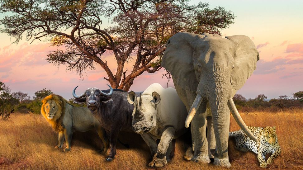 Afrkas "Big Five" (Leopard, Elefant, Spitzmaulnashorn, Büffel und Löwe) in der Savannenlandschaft bei Sonnenuntergang; Quelle: IMAGO / Zoonar / Giolitto Luisel