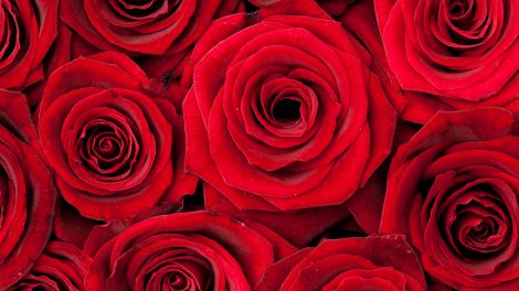 Rote Rosen, Bild: colourbox.com