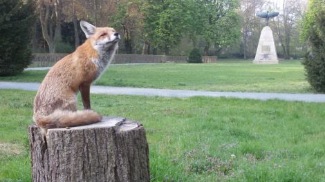 Ein Fuchs am Lilienthaldenkmal (Quelle: Herbert Nawroth)