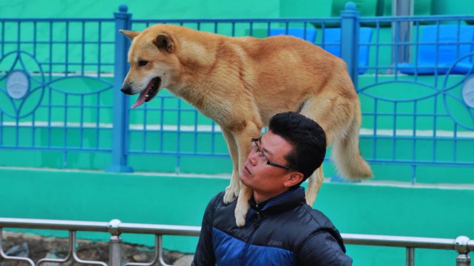18.03.2013 - In der Hundeschule in Jindo mit Vorzeigehund "Mingo"; Quelle: Ingo Aurich