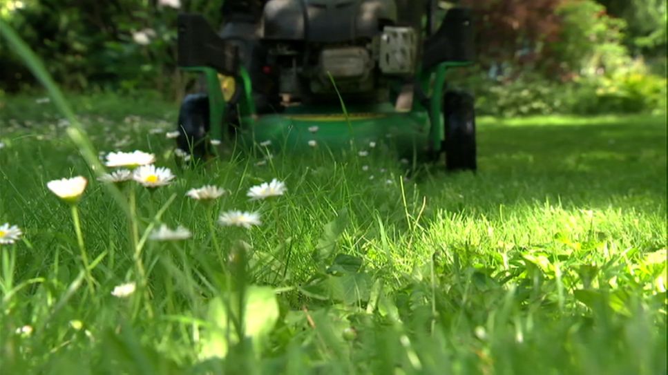 rbb Gartenzeit: Rasenpflege im Frühjahr