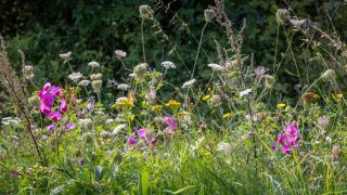 rbb Gartenzeit - Naturnah Gärtnern mit Wildblumen