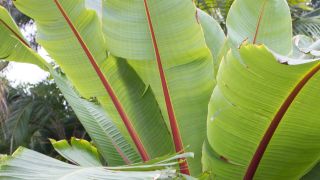 rbb Gartenzeit: Bananenpflanze winterfest machen