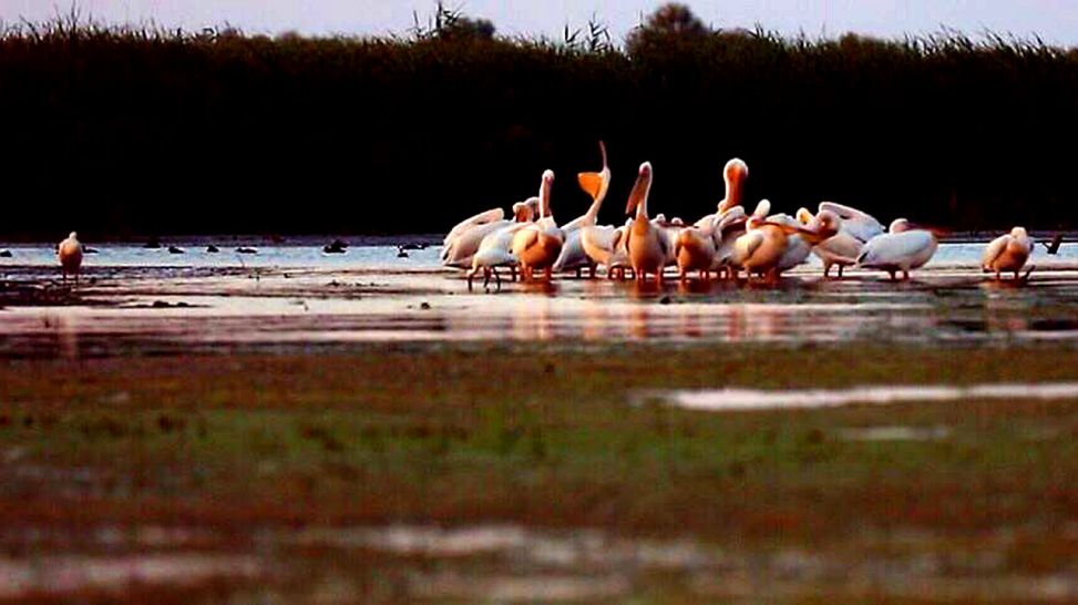 Tausende Pelikane in einer einzigartigen Landschaft, Quelle: rbb