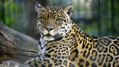 Jaguar-Weibchen Kiara (Quelle: Thomas Ernst)
