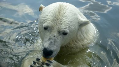 Eisbären-Dame im Wasser beim Fressen (Quelle: Thomas Ernst)