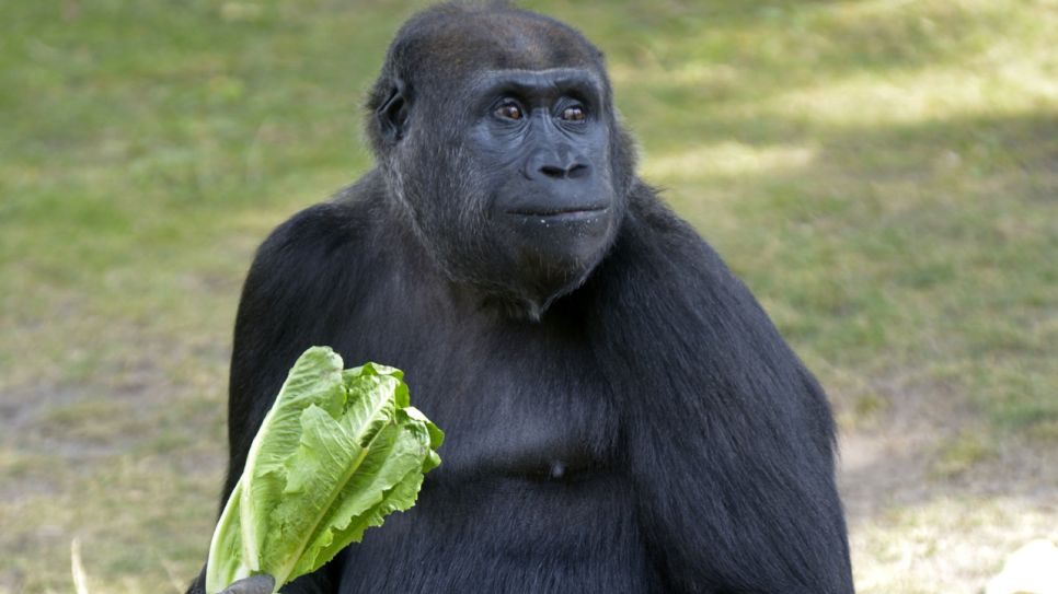 Gorilla-Dame Djambala (Quelle: Thomas Ernst)