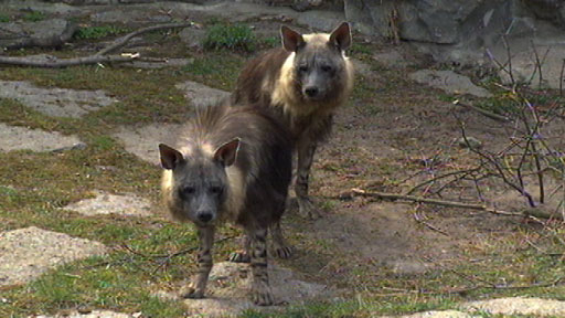 Zwei braune Hyänen aus Prag, Quelle: rbb