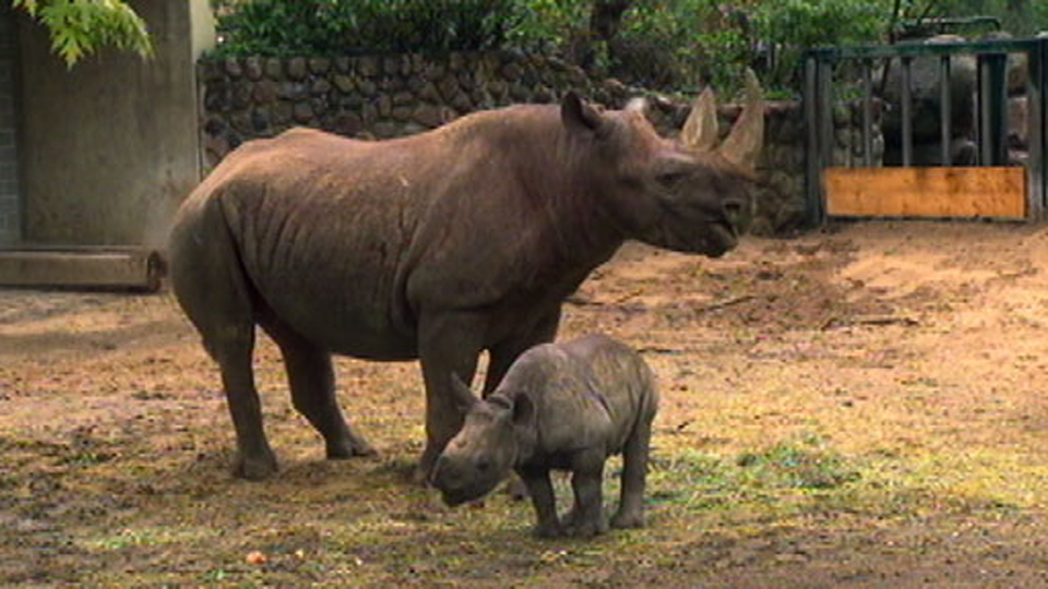 Nashornkind Kigoma mit seiner Mutter Maburi (Quelle: rbb)