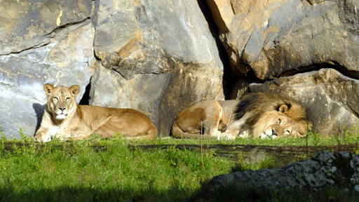 Ein Löwenpaar liegt in der Sonne, Quelle: rbb
