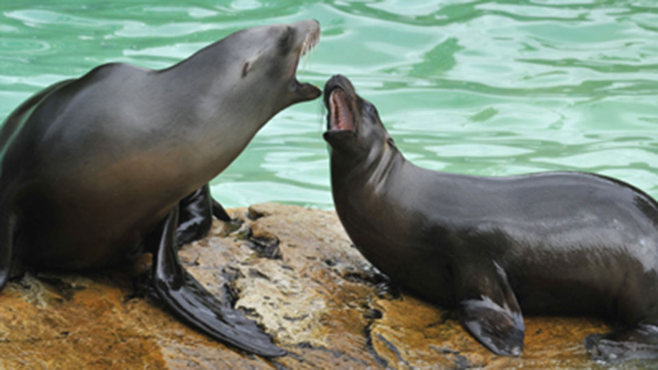 Zwei Seelöwen sitzen am Wasser, Quelle: Thomas Ernst, rbb