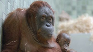 Orangutandame Bini mit ihrem Baby, Quelle: T. Ernst