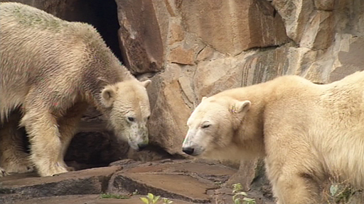 Knut und Gianna im Berliner Zoo, Quelle: rbb