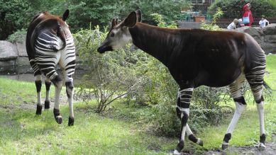 Die Okapis Batouri und Steve, Foto: Thomas Ernst