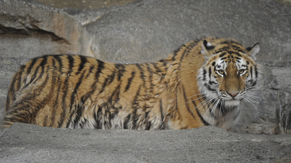 Die Tigerin Avrora, Foto: Thomas Ernst
