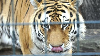 Tiger Darius, Foto: Thomas Ernst