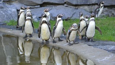 Pinguin-Gruppe, Foto: Thomas Ernst