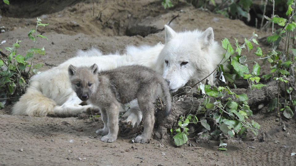 Polarwolf Pelle mit seinem Kind, Foto: Thomas Ernst
