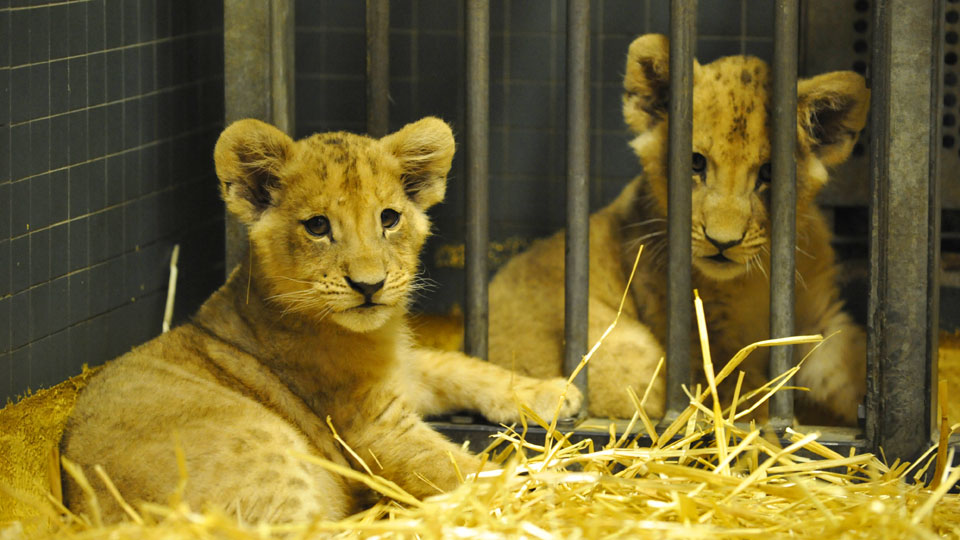 Zwei Löwenkinder, Foto: Thomas Ernst