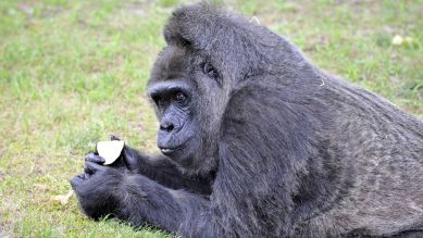 Gorilla-Dame Fatou, Foto: Thomas Ernst