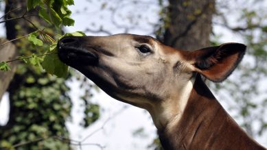 Okapi, Foto: Thomas Ernst