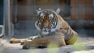 Die sibirische Tigerin Avrora, Foto: Thomas Ernst