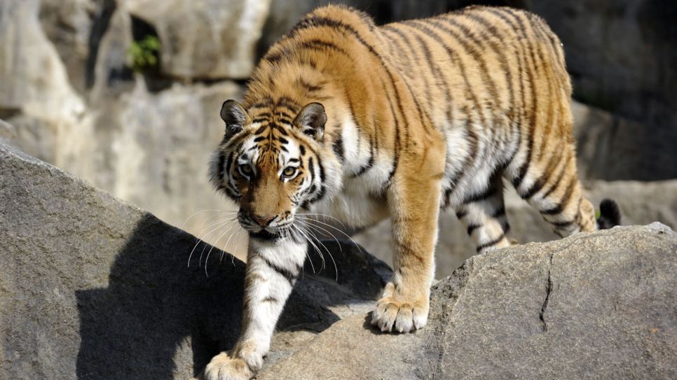 Tiger Darius, Foto: Thomas Ernst