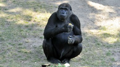 Gorilla Djambala, Foto: Thomas Ernst