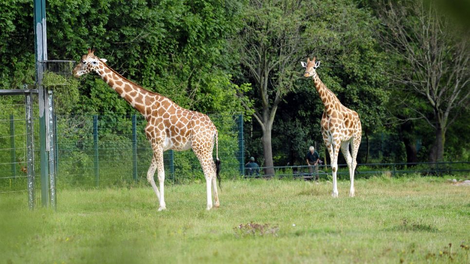 Giraffen im Tierpark, Foto: Niels Leiser