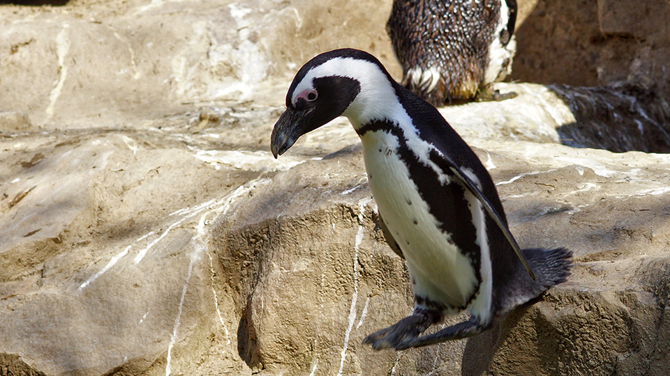 der Pinguin "rettet" sich mit einem Sprung vor dem griesgrämig guckenden Kollegen (Quelle: Beate Mühlbauer)