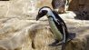 der Pinguin "rettet" sich mit einem Sprung vor dem griesgrämig guckenden Kollegen (Quelle: Beate Mühlbauer)