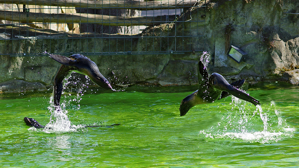 Seehunde im Zoo (Quelle: Beate Mühlbauer)