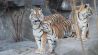 die kleinen sibirischen Tiger-Babys im Tierpark-Friedrichsfelde (Quelle: Sophie Schneider)