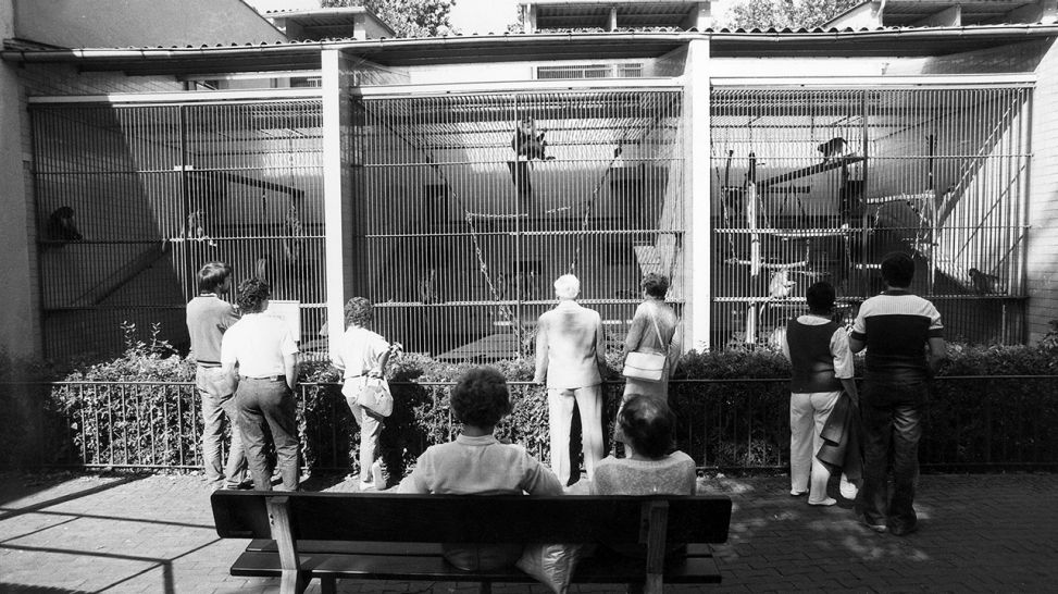 Besucher vor einem der Affenkäfige - 1985 Berlin Zoo (Quelle: imago/Jürgen Ritter)