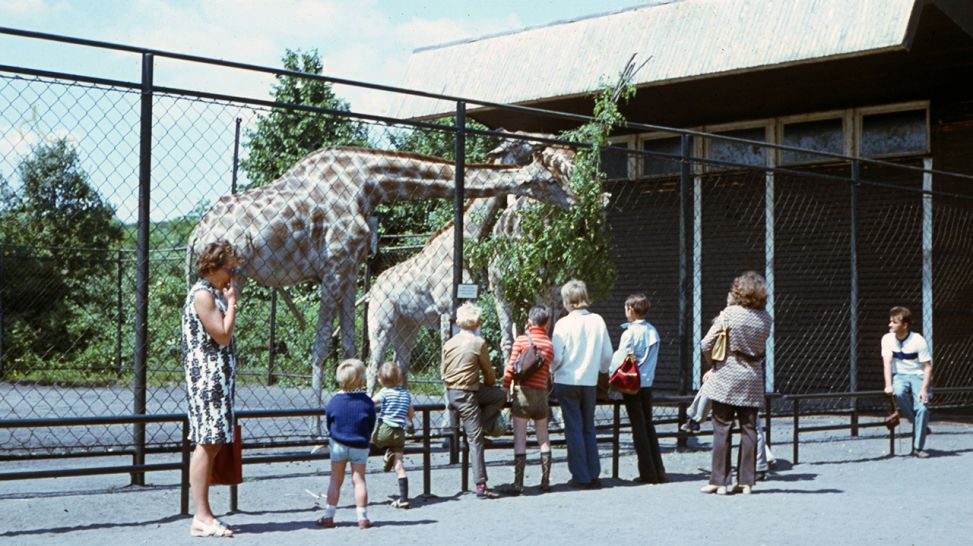Berlin GER, Berlin, ca. 1976, Zoobesuch bei den Giraffen im Tierpark Berlin (Quelle: imago/Gerhard Leber)