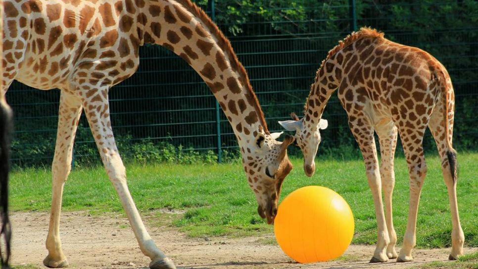 Uganda Giraffen im Tierpark (Quelle: imago images/Olaf Wagner)