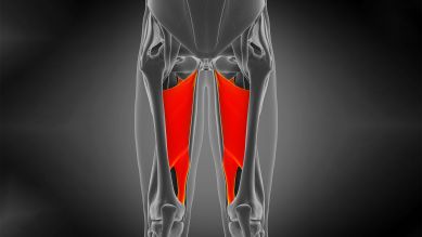 Adduktoren: Grafik zeigt Muskulatur der Oberschenkelinnenseiten (Bild: imago images/agefotostock)