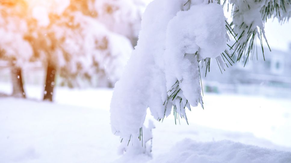 Schnee auf Nadelbaum (Bild: imago images/agefotostock)
