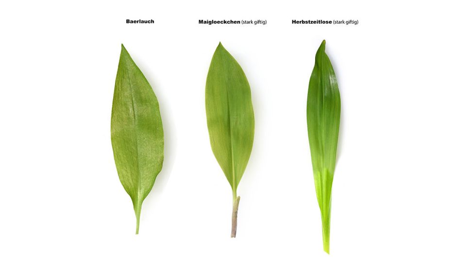 Bärlauch, Maiglöckchen und Herbstzeitlose im Vergleich (Quelle: IMAGO / Manfred Ruckszio)