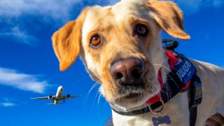 Im Vordergrund ein Hund, im Hintergrund ein Flugzeug am Himmel (Quelle: imago images / Pixsell)