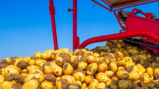 Frühkartoffeln bei der Ernte (Quelle: IMAGO/Herrmann Agenturfotografie)