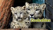 Logo: Zoobabies (Quelle: rbb/Thomas Ernst)