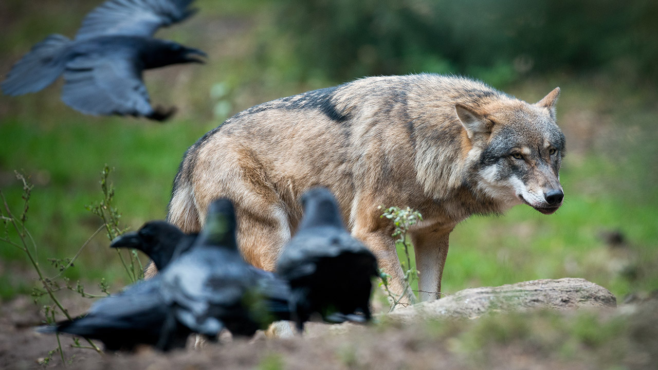 Auch Wildschweine auf Abschussliste - Wölfe können in Brandenburg ... - rbb|24