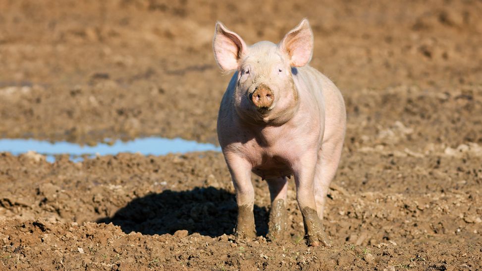 Symbolbild: Ein Schwein steht im Matsch. (Quelle: Colourbox)