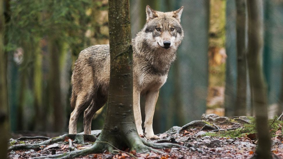 Symbolbild - Ein Wolf steht in einem Wald (Bild: dpa/Klaus-Dietmar Gabbert)